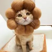 Neko