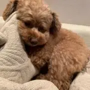 まみみの画像