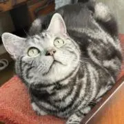 きら‎の画像