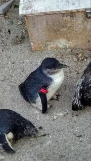 ぺんぺんの画像
