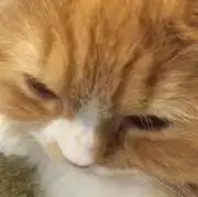 miko