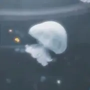 Ⓝの画像