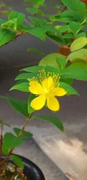 マーサの画像