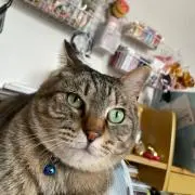 Kimu