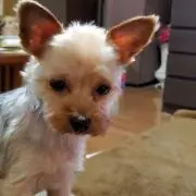 ちょこの画像