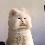 にや即購入OKの画像