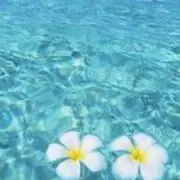 miyaoの画像