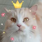 ポンたん