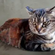 ごん