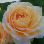 さくらんぼの画像