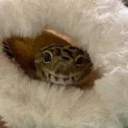 Bongo まとめ買い歓迎！の画像
