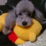 クミラの画像