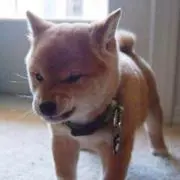 Ily