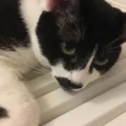 サカモト