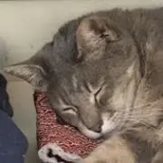 寝ぼすけフクロウの画像