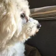 犬のプゥさんの画像