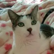 ポニョの画像