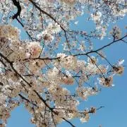 あまぐりの画像