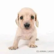 あき