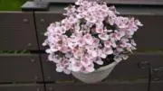 さくらっちの画像