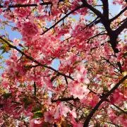 BELONAの画像