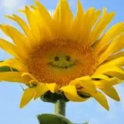 ひまわり    [プロフ必読]