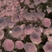 Haruの画像