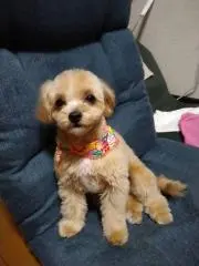 金太郎