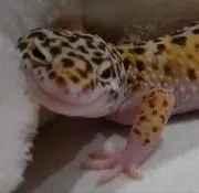 あきな