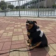 あいりー
