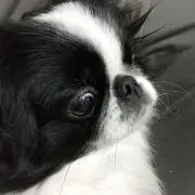 はな