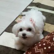 ゆき