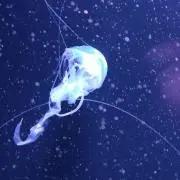 海月