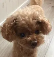 bubuの画像