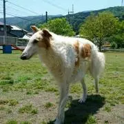 ルー　しばらくお休みさせて頂きます