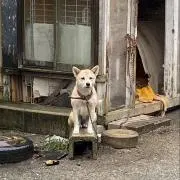シンドラー