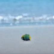 コッシーの画像
