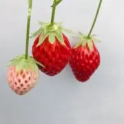 muuの画像