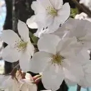 Rin Rinの画像