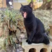 縹の画像