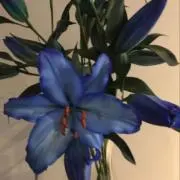 ももの画像