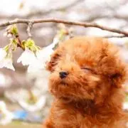 Flowerの画像