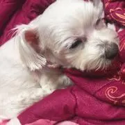 ぽみ
