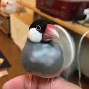 ぶんちょ