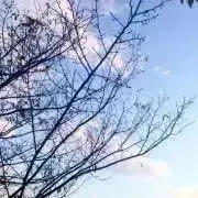 ふじなの画像