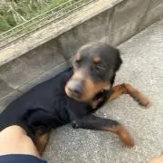 tttの画像