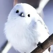 arisaの画像