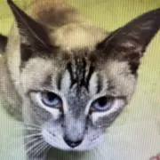 ラピ　いろいろ出品します❗️