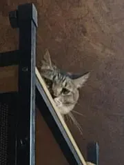 蓮
