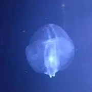 かいと